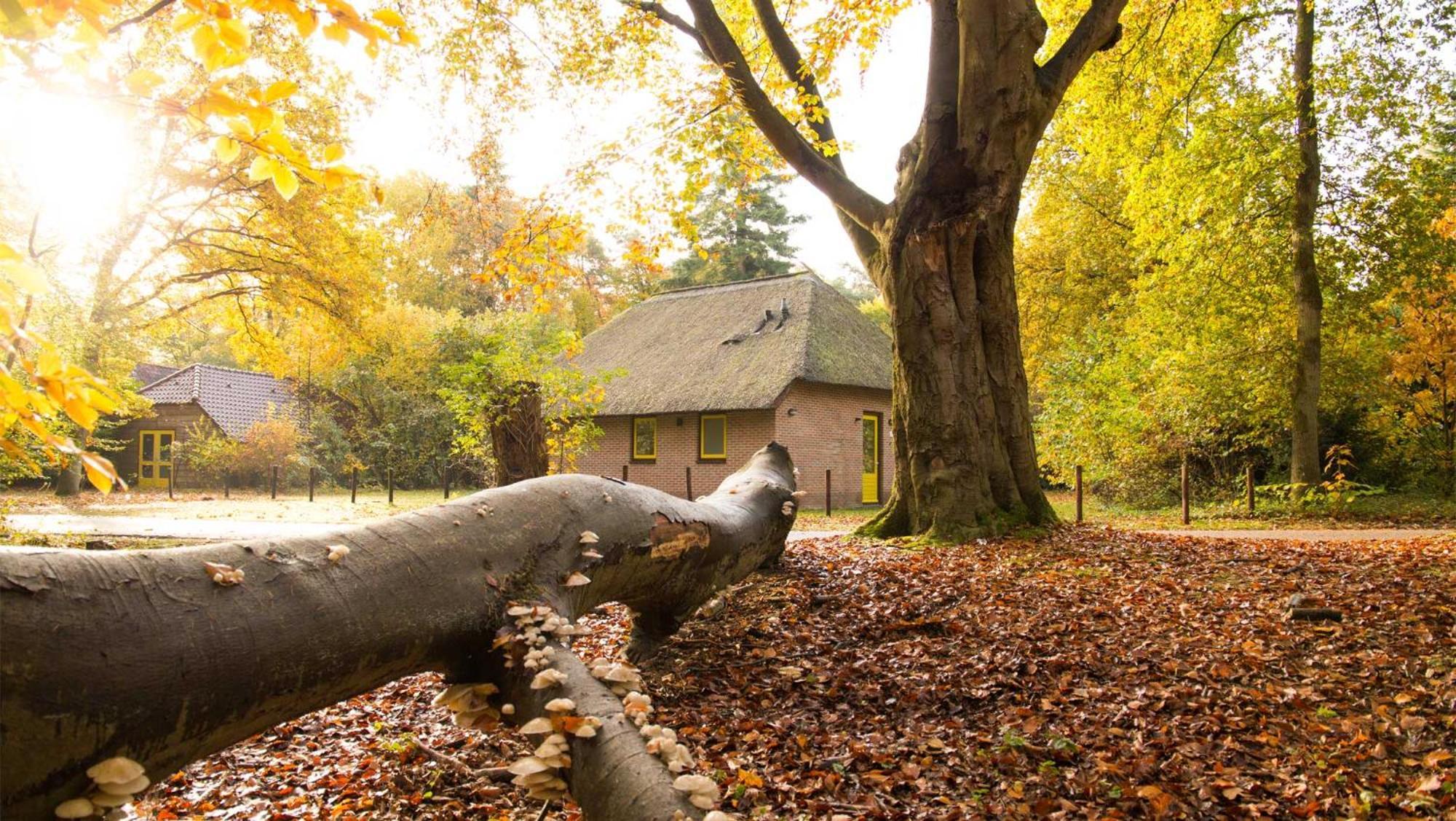 Molecaten Park De Leemkule Хаттем Номер фото